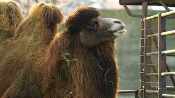 vídeo de bactriano camello en zoo video