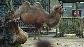 vídeo do bactriano camelo dentro jardim zoológico video
