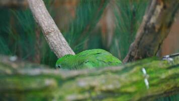 vídeo do soberbo papagaio dentro jardim zoológico video