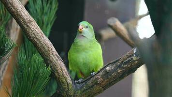 video van geweldig papegaai in dierentuin
