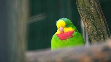 vídeo do soberbo papagaio dentro jardim zoológico video