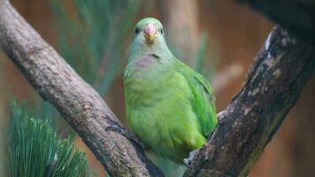 video van geweldig papegaai in dierentuin