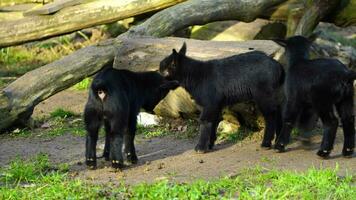 pigmeu bode Camarões anão dentro jardim zoológico video