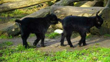 Pygmy goat Cameroon dwarf in zoo video