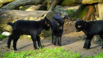 pigmeu bode Camarões anão dentro jardim zoológico video