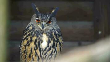 Video of Eurasian eagle owl