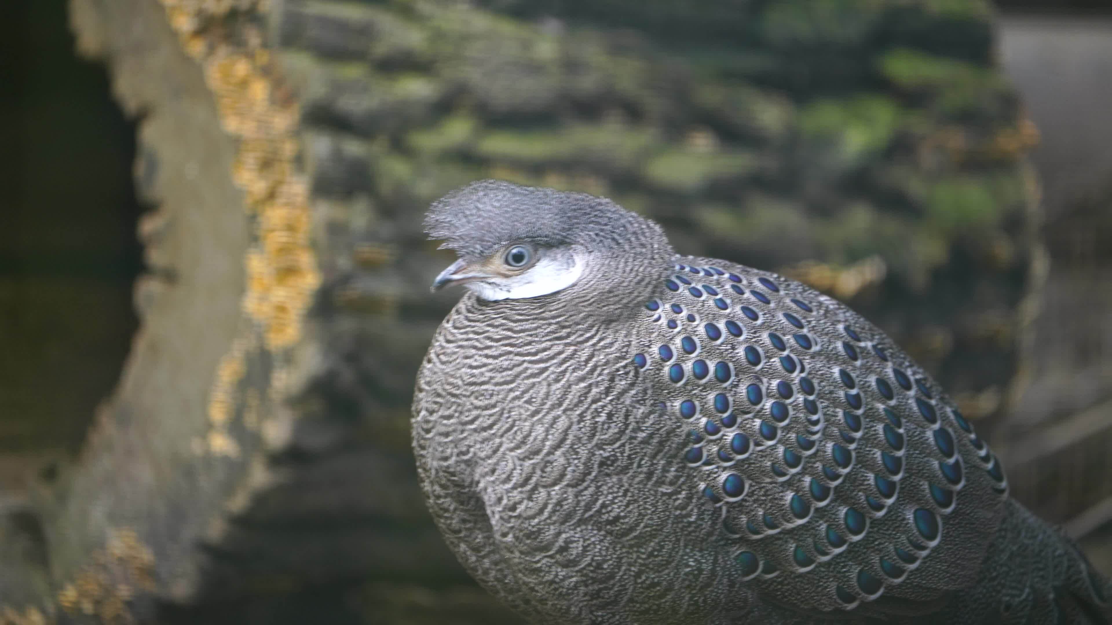 レア Grey Peacock－pheasant 毛鉤／毛鉤 額装 インテリア小物