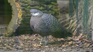 Grey peacock pheasant in zoo video