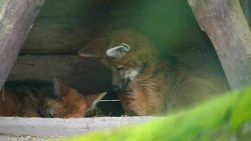 Video of Maned wolf in zoo