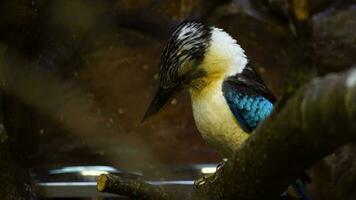 blauw gevleugeld kookaburra in dierentuin video