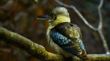 azul alado kookaburra dentro jardim zoológico video