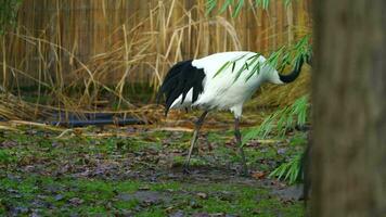 rood gekroond kraan in dierentuin video