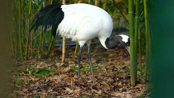 Red crowned crane in zoo video