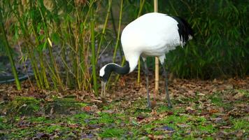 rood gekroond kraan in dierentuin video