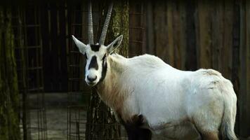 Video of Arabian oryx in zoo