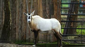 vídeo do árabe órix dentro jardim zoológico video