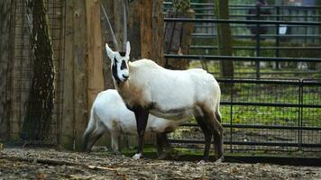 vidéo de arabe oryx dans zoo video