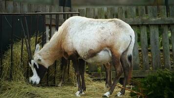 video van Arabisch oryx in dierentuin