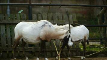 vidéo de arabe oryx dans zoo video