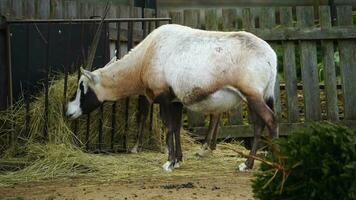 video av arab oryx i Zoo