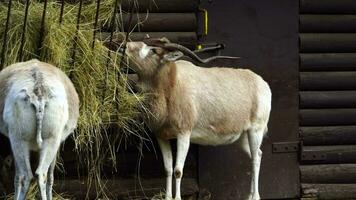 Video of Addax in zoo
