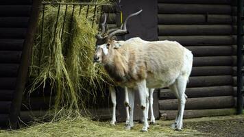 video di Addax nel zoo