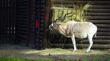 Video of Addax in zoo