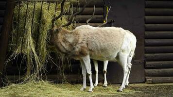 video av addax i Zoo