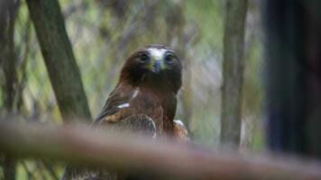 vídeo de arrancado águila en zoo video