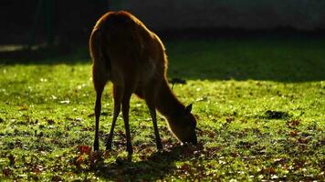 Video of Sitatunga in zoo