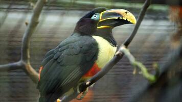 Chestnut eared aracari in zoo video