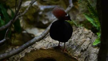 Video of Crested partridge in zoo