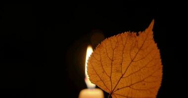 ein Herbst trocken Blatt durch das Licht von ein Kerze video