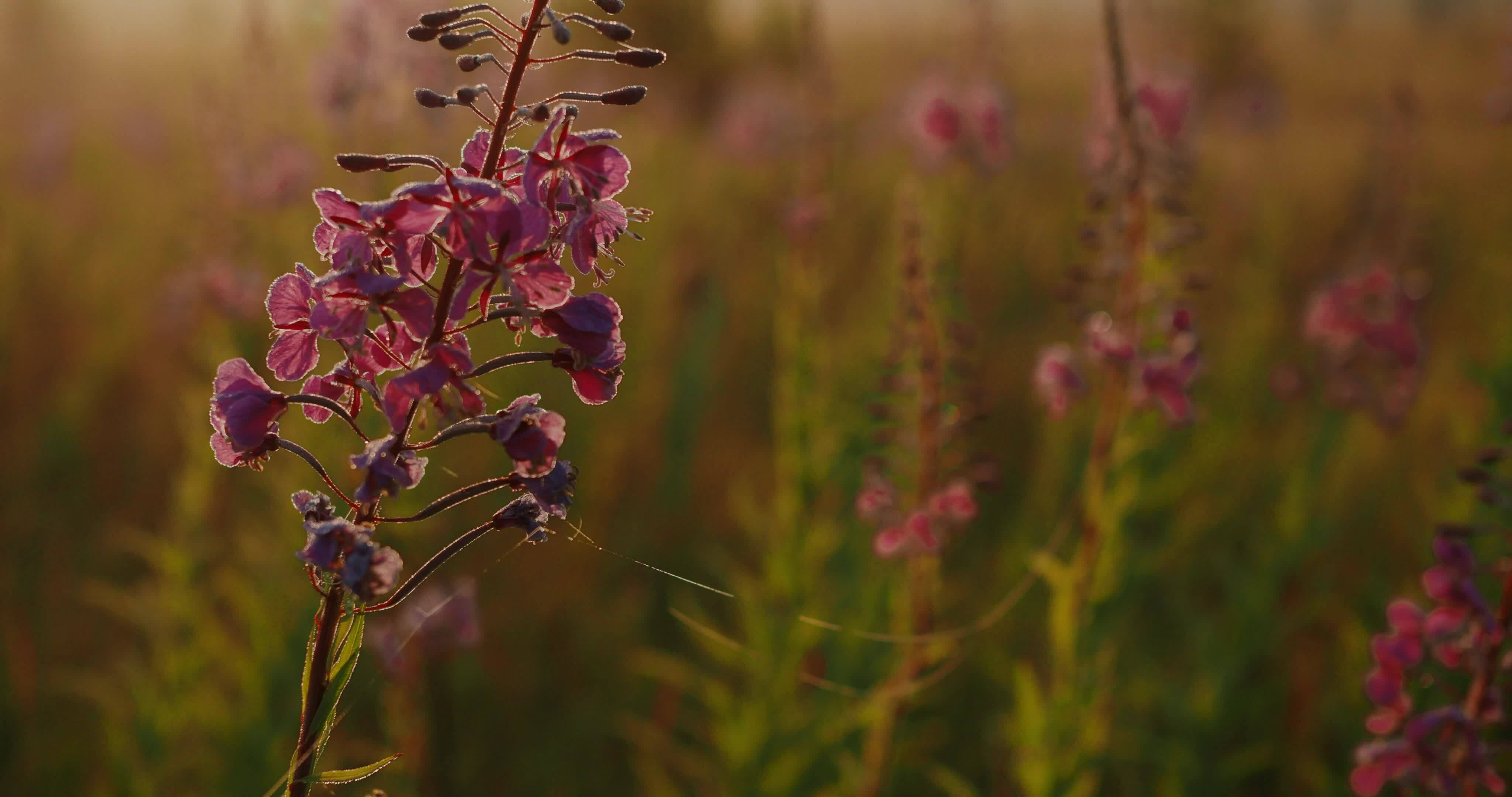 the flowering of Ivan tea 36039164 Stock Video at Vecteezy