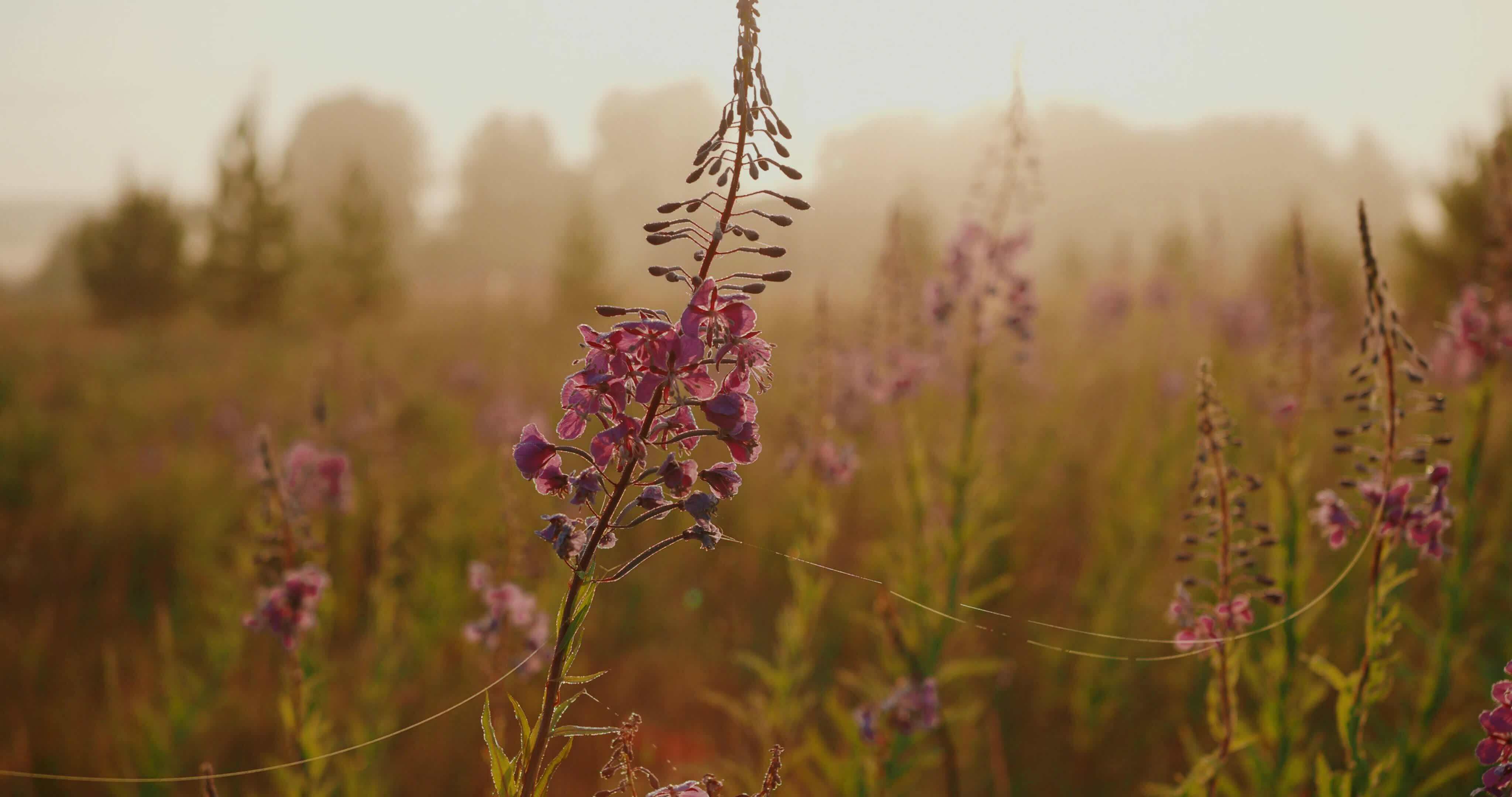 the flowering of Ivan tea 36039169 Stock Video at Vecteezy