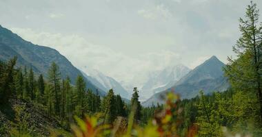 altai, beluka montagna video