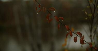 autumn, river, ducks, plants video
