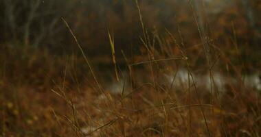 herfst bewolkt weer video