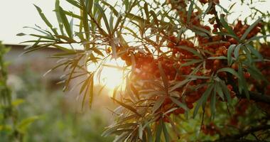 ripe sea buckthorn at dawn video