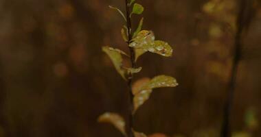 herfst bewolkt weer video