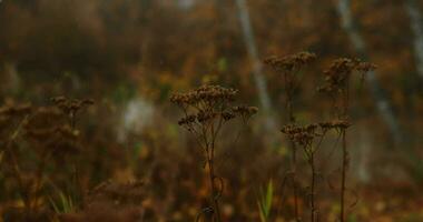 herfst bewolkt weer video