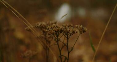 herfst bewolkt weer video