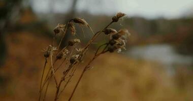 l'automne nuageux temps video