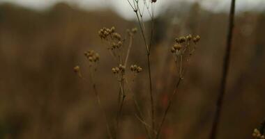 Herbst wolkig Wetter video