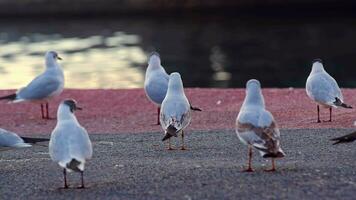 Seagull Standing on Concrete Floor on the Beach video