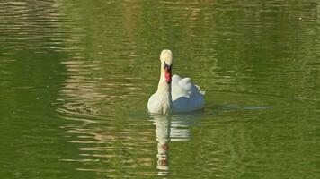 solitário cisne flutuando dentro verde lago dentro verão cenas video