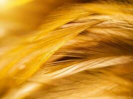 Close up abstract feather background photo