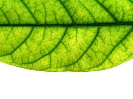 Close up a green leaf on white background. photo