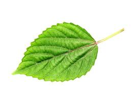 Tree Basil leaf on white background. photo