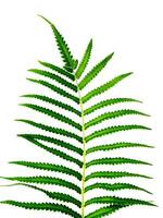 Young leaves of a fern on a white background. photo